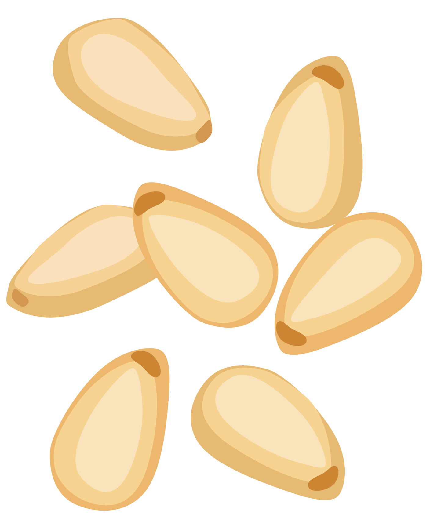 cartoon pine nut png